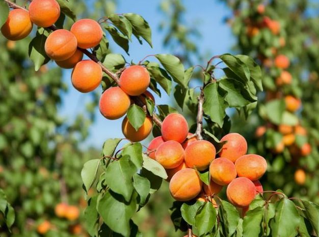 meruňky na stromě min